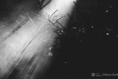 foto_Milosz_Chodkowski_jarmark-8