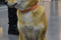 fot-Angelika-Sarna-004