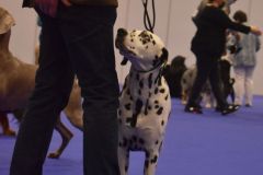 fot-Angelika-Sarna-014