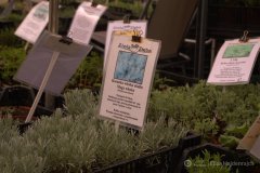 fot.-Eliza-Hajdenrajch-14