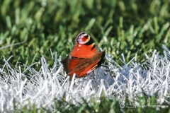 fot-Dawid-Szafraniak-003